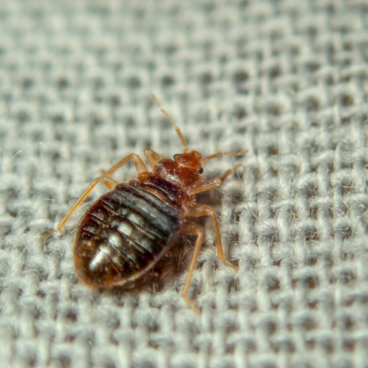 Bed Bug Bites Treatment How To Identify Treat And Prevent Them Frontrow 3084