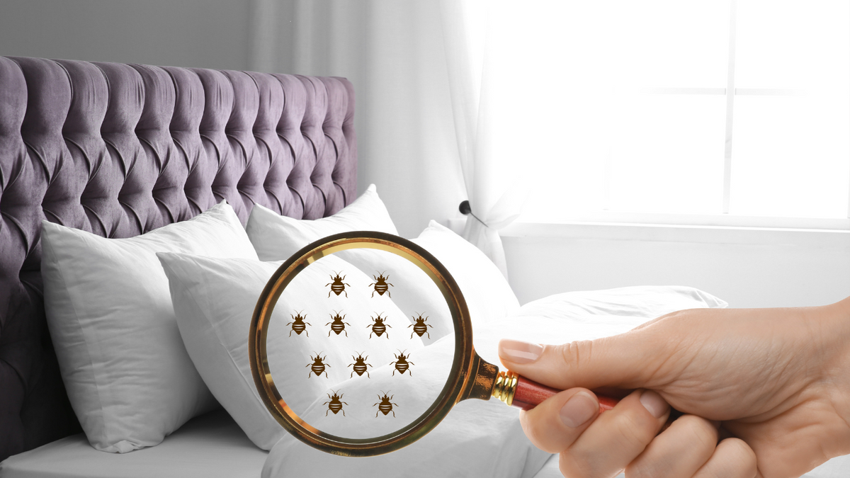 How to Get Rid of Bed Bug Bites Overnight Luxxe White